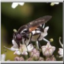 Cheilosia impressa - Gelbfluegelschwebfliege w01.jpg